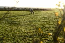 &lsquo;Horrified&rsquo; villagers fear Burnham will be &lsquo;unliveable&rsquo; if 800-home plan approved, meeting hears