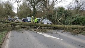 Car crashes into fallen tree in Windsor