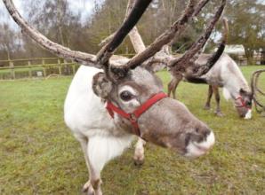 Facts you didn&rsquo;t know about Reindeer &ndash;&nbsp;from Twyford&rsquo;s Riverways Farm
