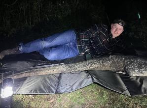 Anglers catch 6ft 4 ‘monster’ catfish, breaking the weighing scales