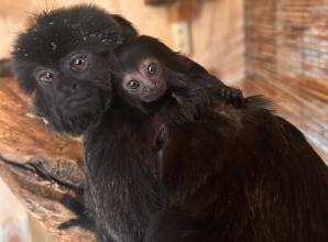 Zookeepers 'thrilled' at birth of rare Amazonian monkey at BCA