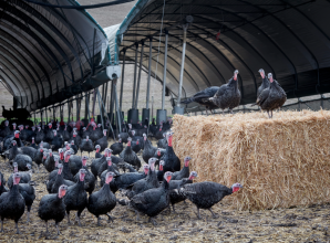 Local farms and rescuers brace for renewed threat of bird flu