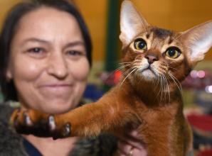 International Cat Show plans October return after 'very successful' first Windsor weekend