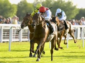 So Darn Hot wins Fitzdares Sprint in impressive fashion
