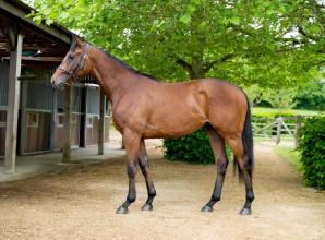 New syndicate offers Windsor racegoers chance to win shares in The Wicked Wolf