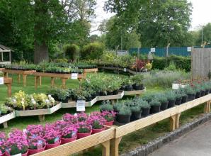 Community support offers hope to save Braywick Heath Nurseries from closure