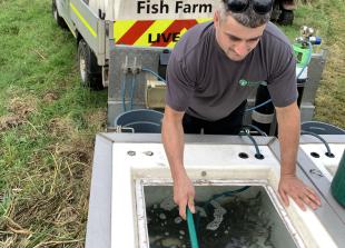 Merry Fishmas stockings: 53,000 young fish released into South East waterways