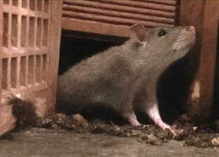 Housing provider apologises after rats &lsquo;ruined Christmas&rsquo; for young families