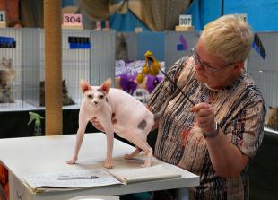 International Cat Show brings world-class felines to Windsor