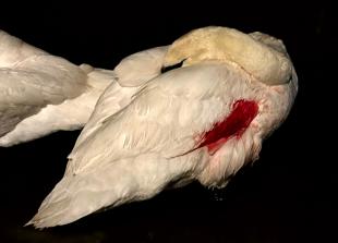 Swan rescuers urge dog owners to use leads after sick swan attacked