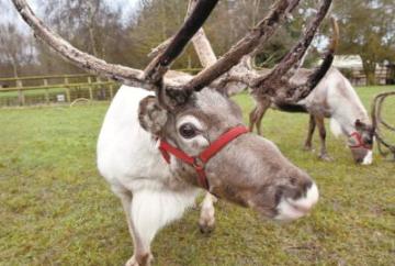 Facts you didn&rsquo;t know about Reindeer &ndash;&nbsp;from Twyford&rsquo;s Riverways Farm