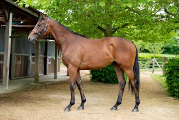 New syndicate offers Windsor racegoers chance to win shares in The Wicked Wolf