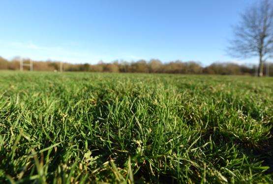 First consultation sets ball rolling for potential Braywick Park stadium move