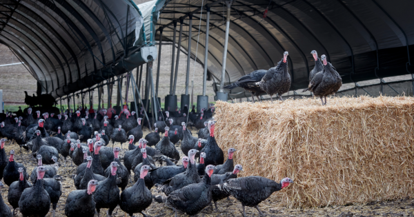 Local farms and rescuers brace for renewed threat of bird flu