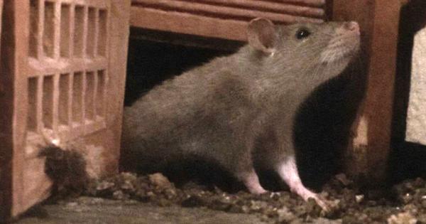 Housing provider apologises after rats &lsquo;ruined Christmas&rsquo; for young families