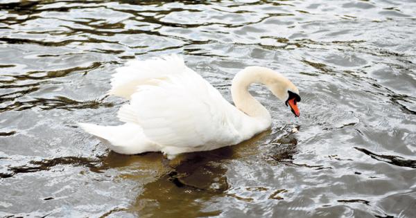 Avian flu fears as 'devastating' number of dead swans reported around RBWM