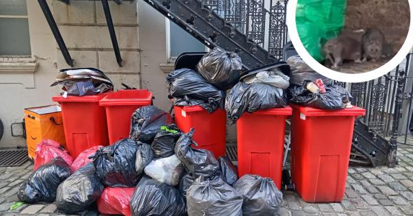 Town centre neighbours 'disgusted' by major rat problem