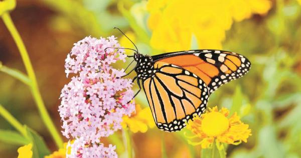 Help nature recovery in Berkshire by pitching in with your views