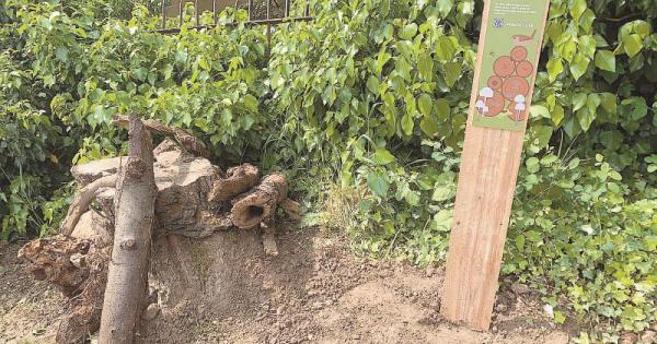 Slough church holds nature-themed event to launch new initiative