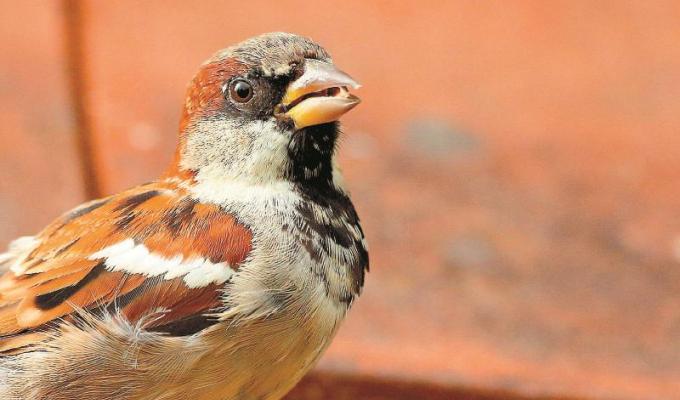 House sparrow numbers are dropping – here’s how to support them in your garden