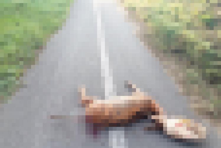 Mutilated animals found in Datchet and Colnbrook
