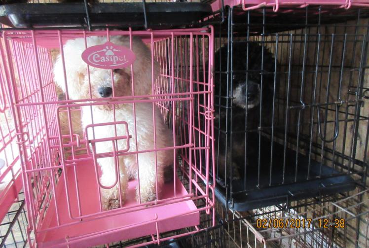 Woman from Slough convicted for mistreating animals