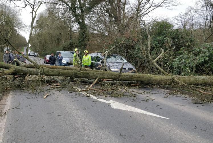 Car crashes into fallen tree in Windsor