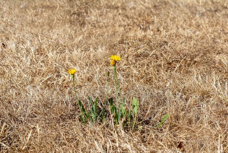 Maidenhead temperatures could be among the hottest for 50 years