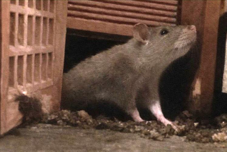 Housing provider apologises after rats &lsquo;ruined Christmas&rsquo; for young families
