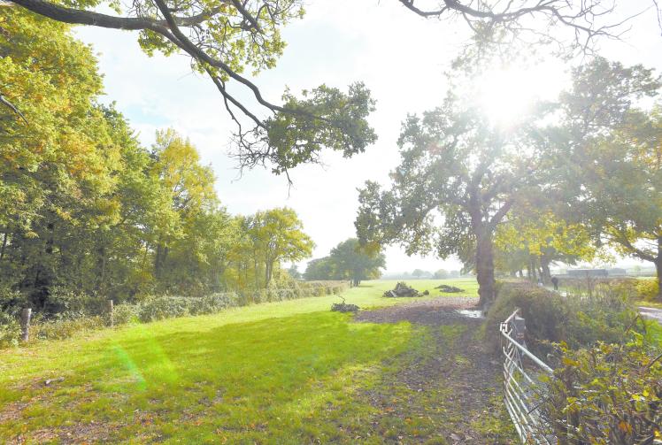 Council aims for 30% of Royal Borough 'managed for nature' in environment strategy