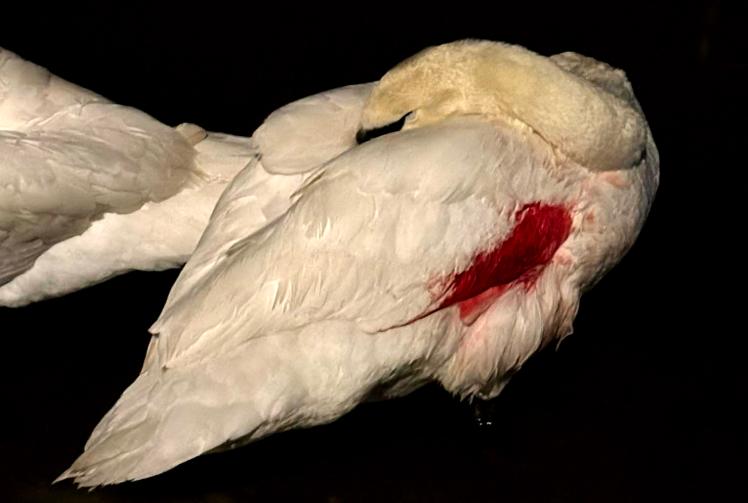 Swan rescuers urge dog owners to use leads after sick swan attacked