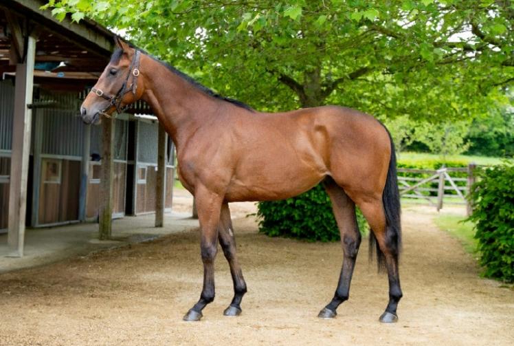 New syndicate offers Windsor racegoers chance to win shares in The Wicked Wolf